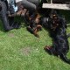 RRS_Fotogalerien_2011-06-26_Wildpark121