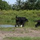 2011-08-21_Geocaching_074