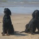2012-07-29 RRS Holland Hundestrand_006