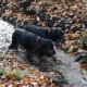RRS_Fotogalerien_2013-11-03_Wald-Agility006