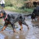 RRS_Fotogalerien_2013-11-03_Wald-Agility078