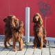 RRS_Fotogalerien_2016-02-28_Stadtagility163