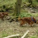 RRS_Fotogalerien_2016-05-22_Kasbachtal050