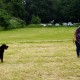 RRS_Fotogalerien_2016-06-12_Hundestunde028