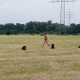 RRS_Fotogalerien_2016-06-12_Hundestunde029