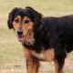 RRS_Fotogalerien_2016-06-12_Hundestunde064