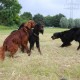 RRS_Fotogalerien_2016-06-12_Hundestunde150