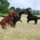RRS_Fotogalerien_2016-06-12_Hundestunde151