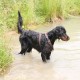 RRS_Fotogalerien_2016-06-12_Hundestunde155