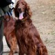 RRS_Fotogalerien_2016-08-21_Kraeuterspaziergang029