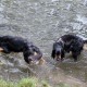 RRS_Fotogalerien_2016-08-21_Kraeuterspaziergang080