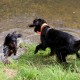 RRS_Fotogalerien_2016-08-21_Kraeuterspaziergang113