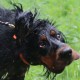 RRS_Fotogalerien_2016-08-21_Kraeuterspaziergang128