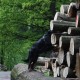 2010-05-02_Staatsfort_Burgholz038